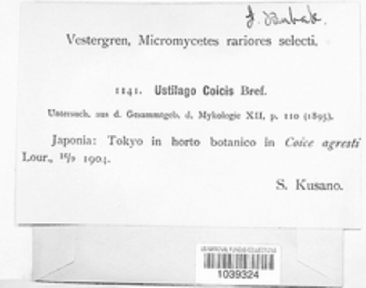 Ustilago coicis image